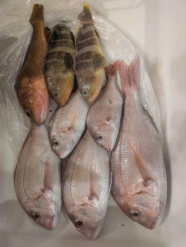 タイの釣果