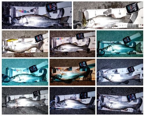 セイゴ（ヒラスズキ）の釣果