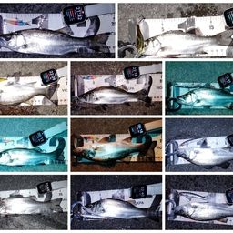 セイゴ（ヒラスズキ）