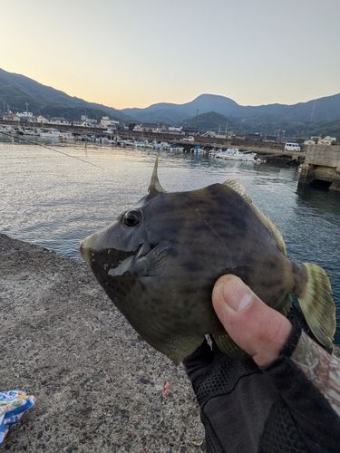 カワハギの釣果