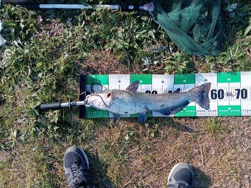 アメリカナマズの釣果