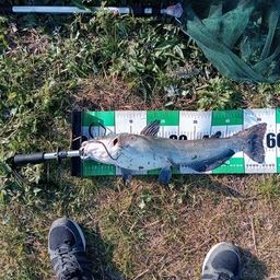 アメリカナマズ