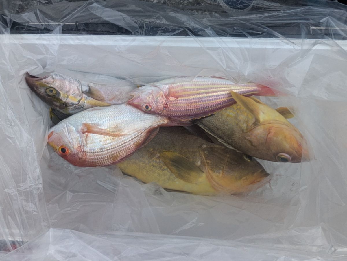 アングラーＴさんの釣果 1枚目の画像