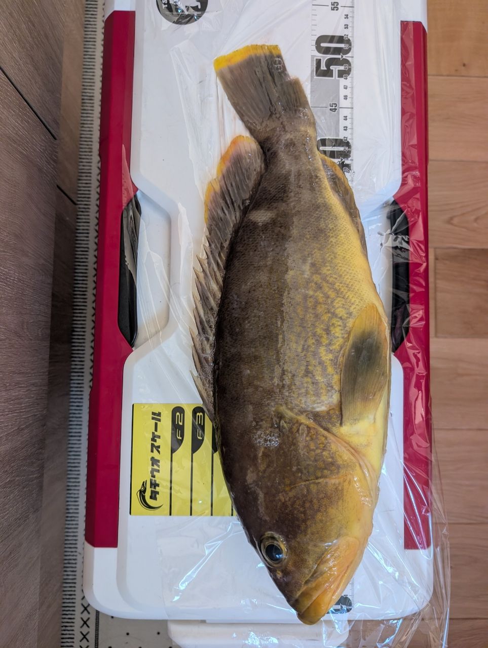 アングラーＴさんの釣果 2枚目の画像