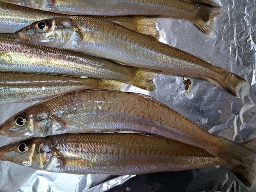 シロギスの釣果