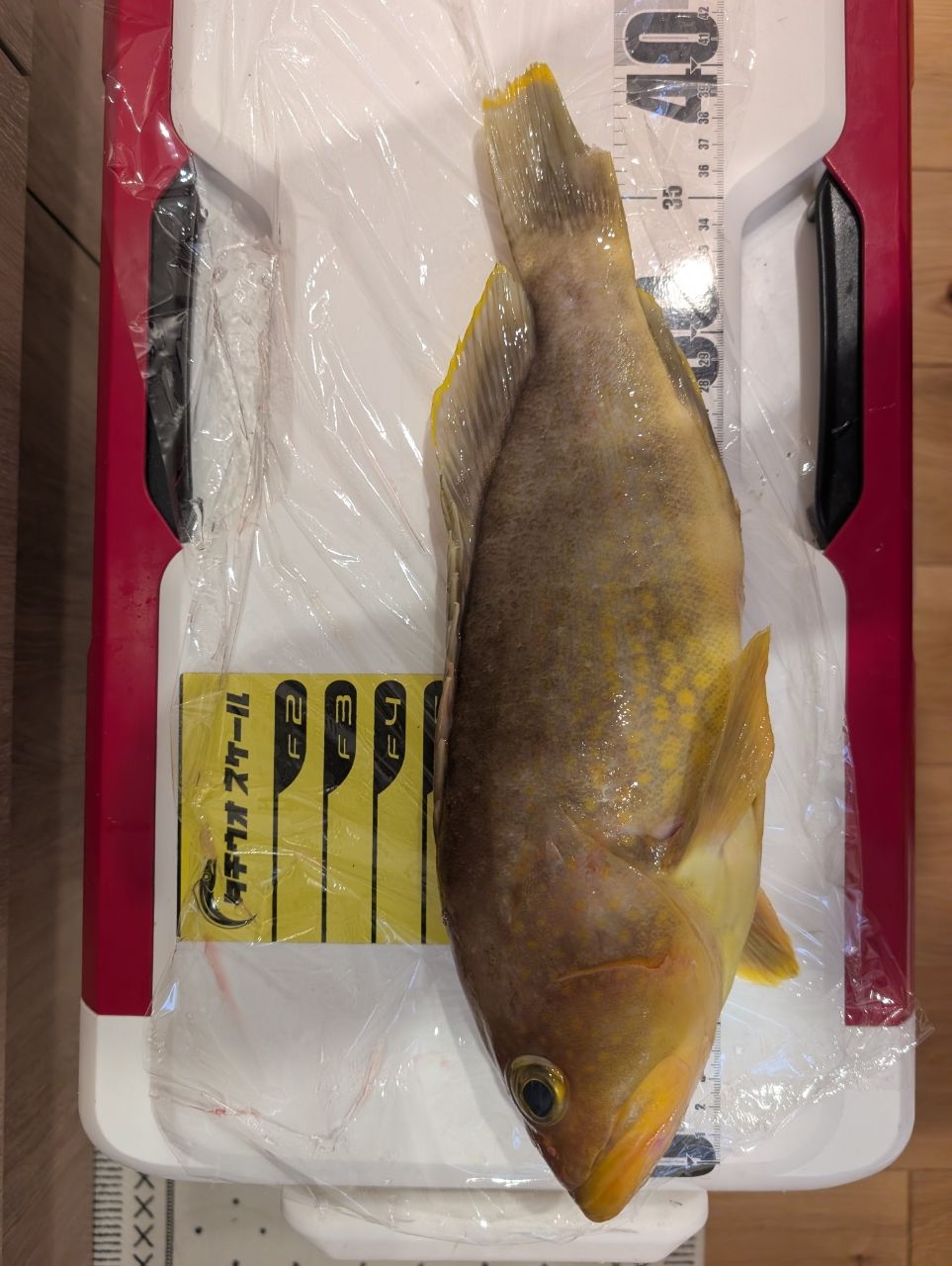 アングラーＴさんの釣果 3枚目の画像