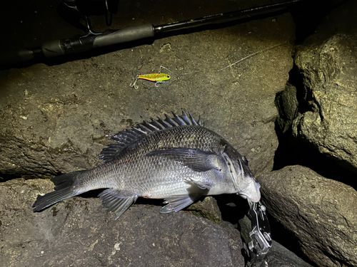 チヌの釣果