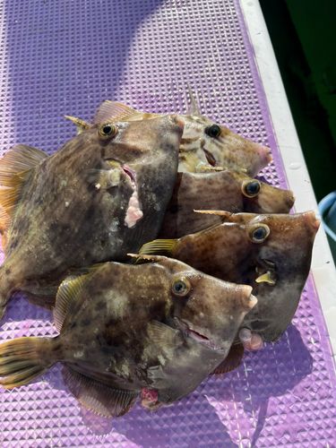 カワハギの釣果