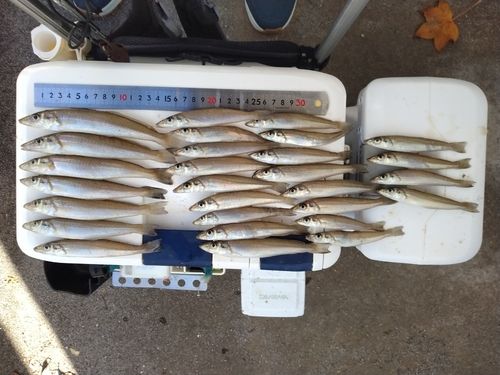 シロギスの釣果