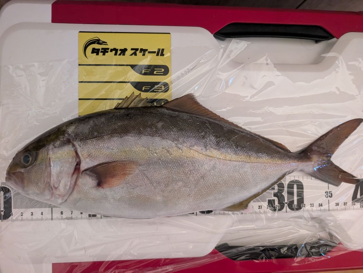 アングラーＴさんの釣果 1枚目の画像