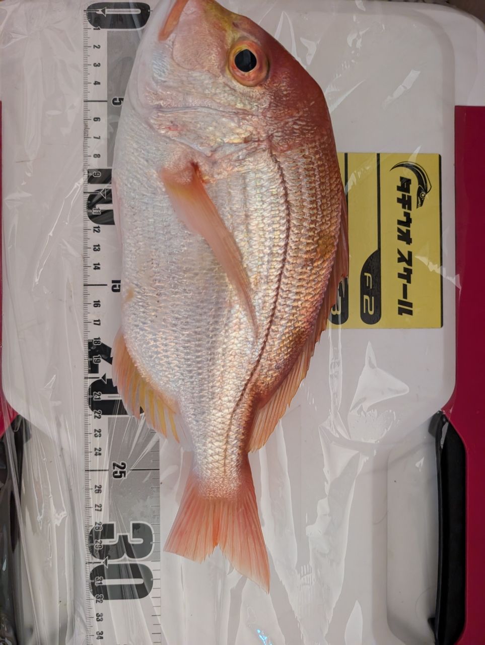 アングラーＴさんの釣果 2枚目の画像