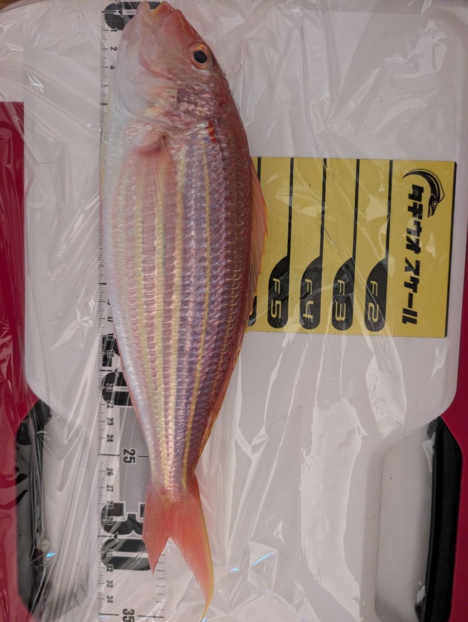 アングラーＴさんの釣果 3枚目の画像