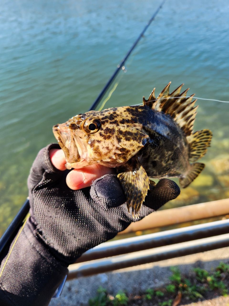 タケノコメバル