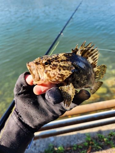 タケノコメバルの釣果