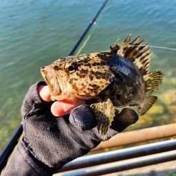 タケノコメバル