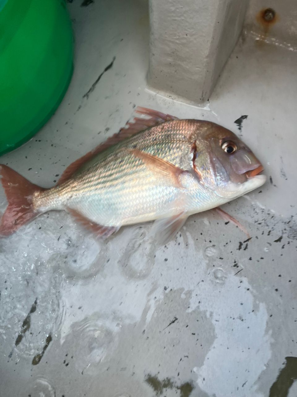 たけちよっとさんの釣果 1枚目の画像