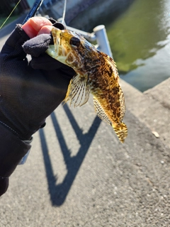アナハゼの釣果