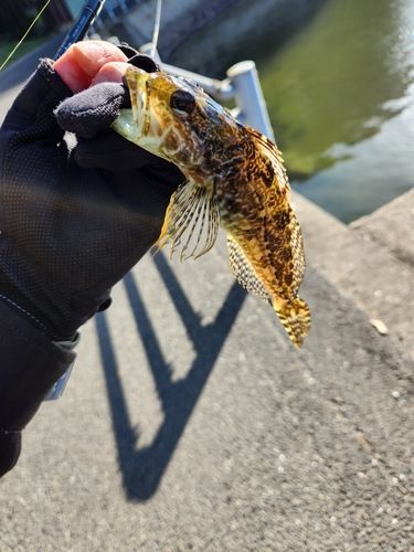 アナハゼの釣果