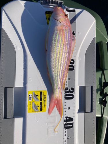 イトヨリダイの釣果