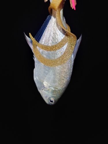 コバンアジの釣果