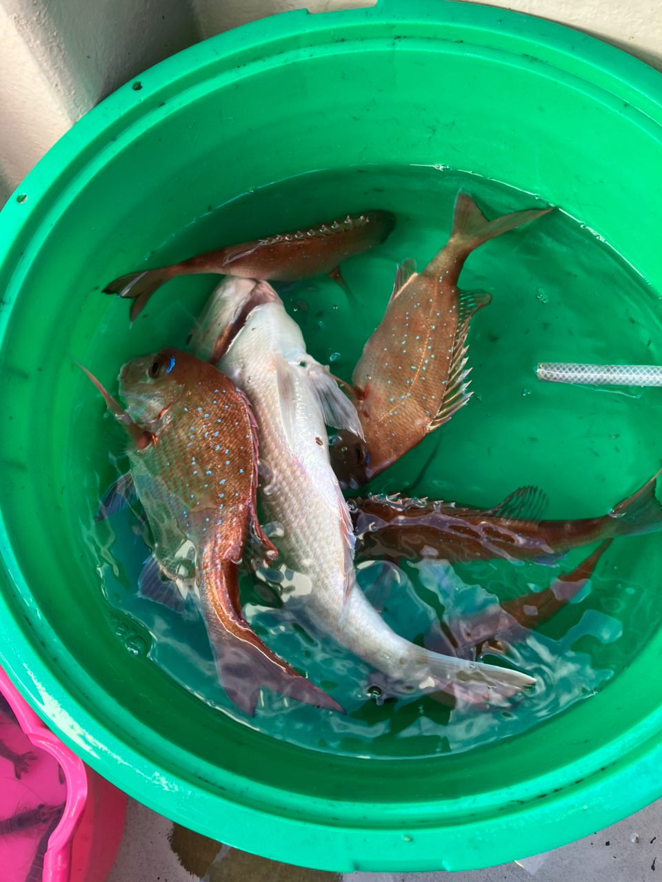 たけちよっとさんの釣果 1枚目の画像