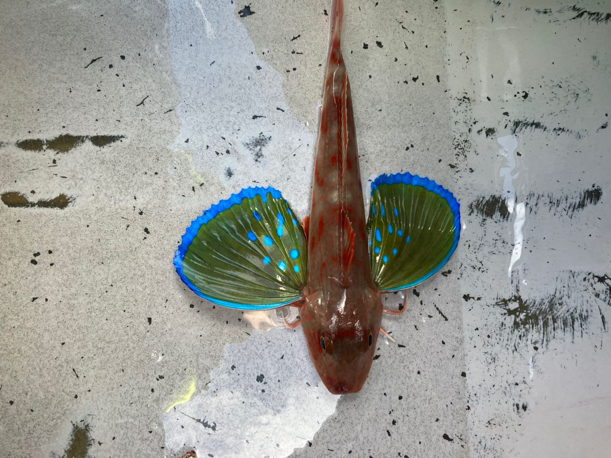 たけちよっとさんの釣果 1枚目の画像