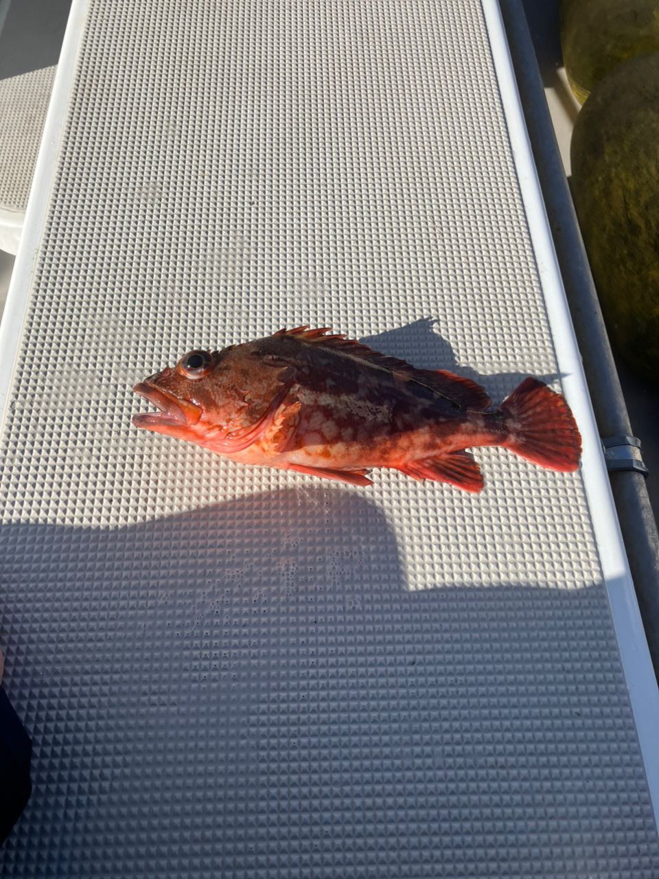 たけちよっとさんの釣果 2枚目の画像