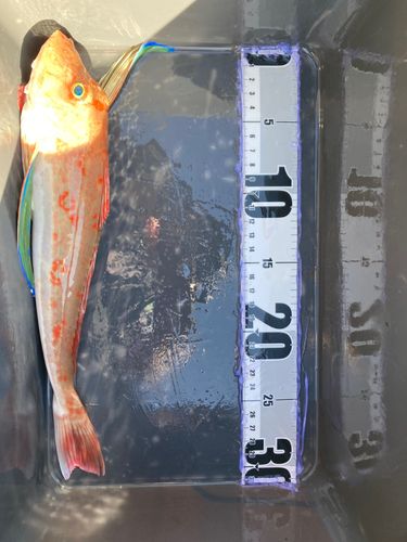 ホウボウの釣果