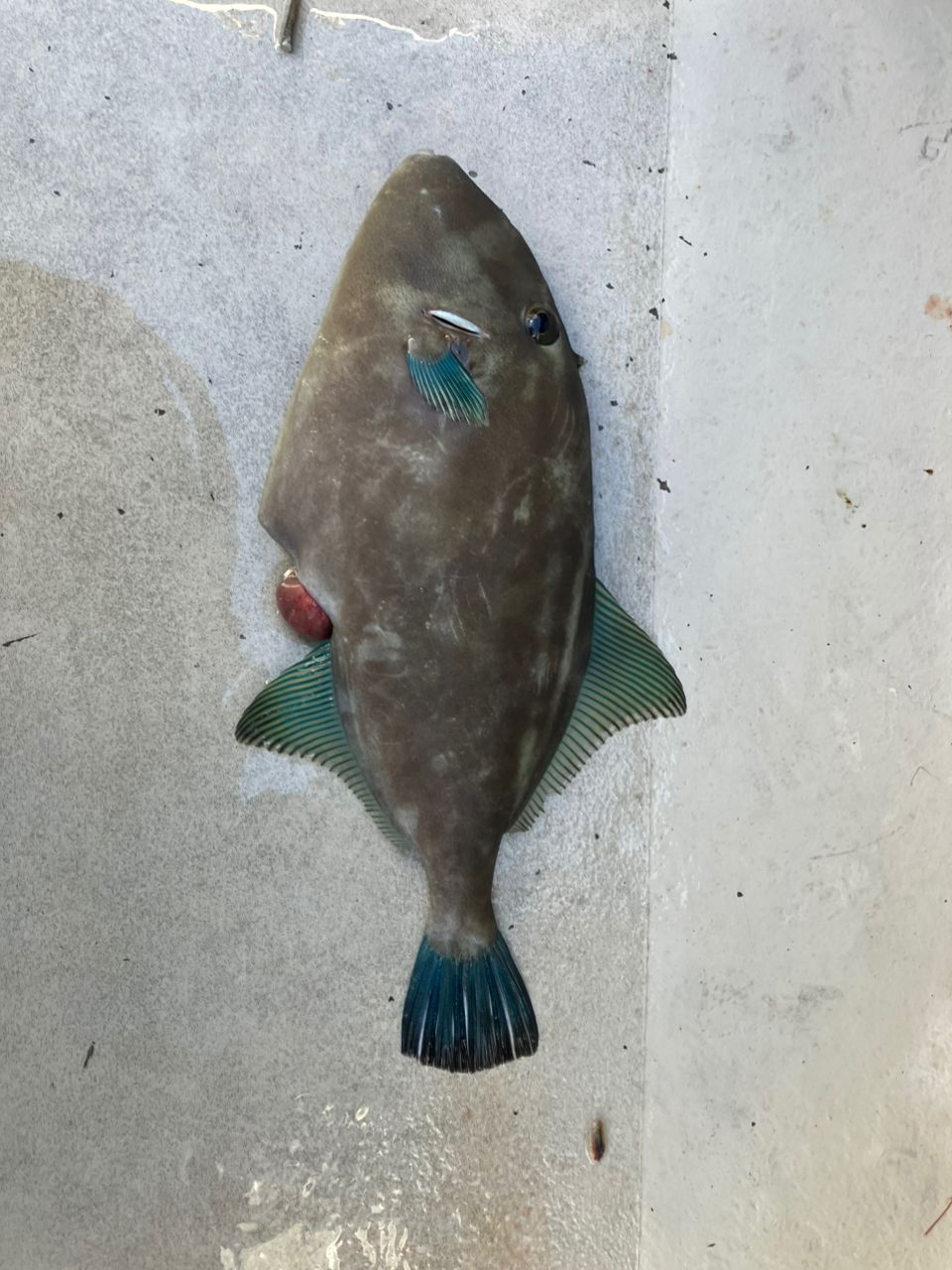 たけちよっとさんの釣果 1枚目の画像