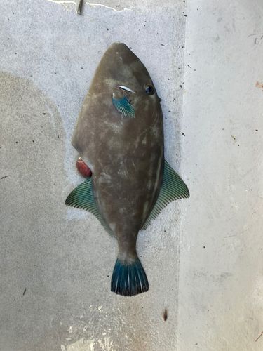 カワハギの釣果