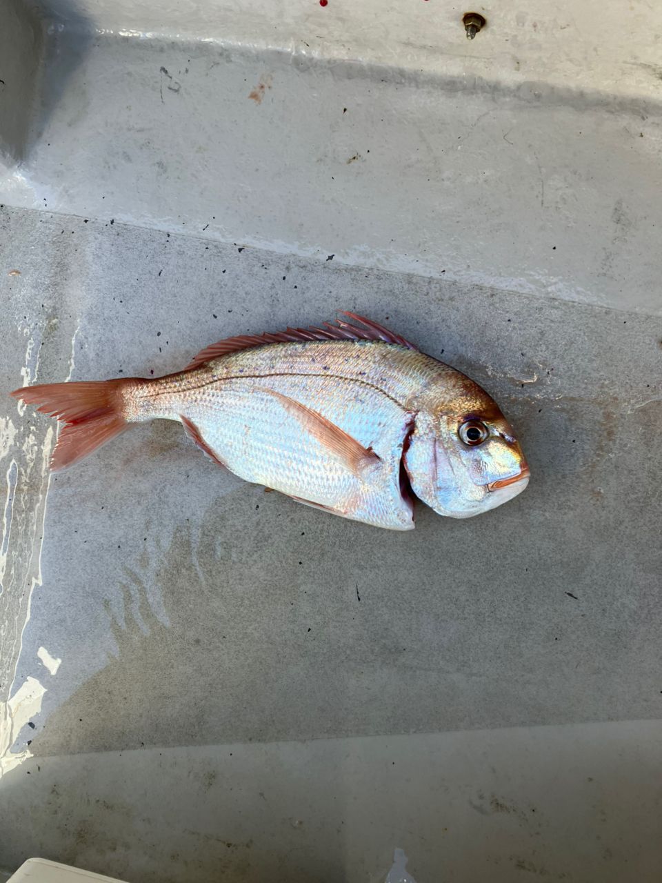 たけちよっとさんの釣果 2枚目の画像