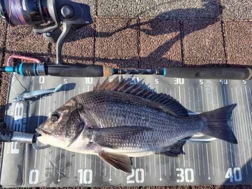 クロダイの釣果