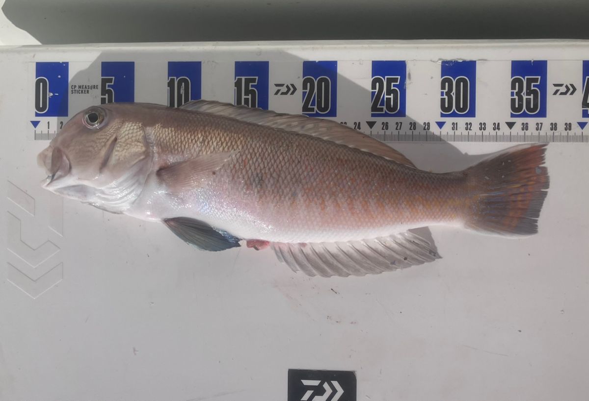 アングラーナーヒャンさんの釣果 1枚目の画像