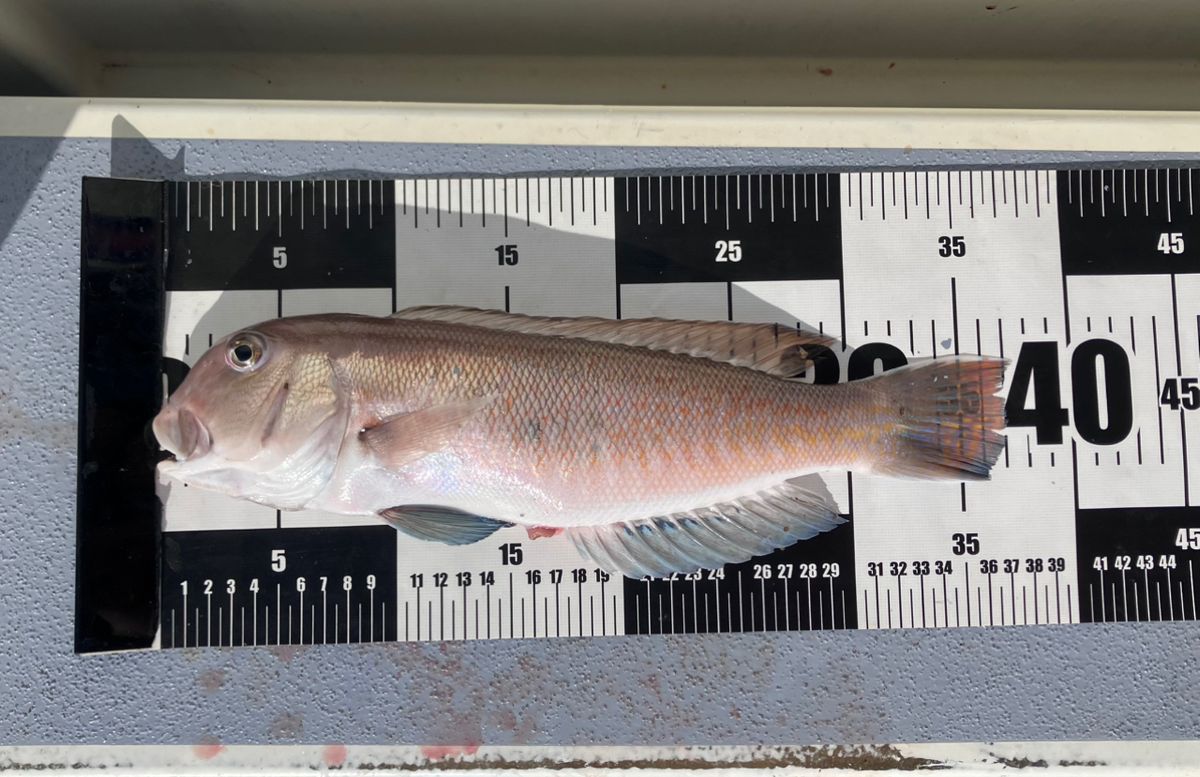 アングラーナーヒャンさんの釣果 3枚目の画像