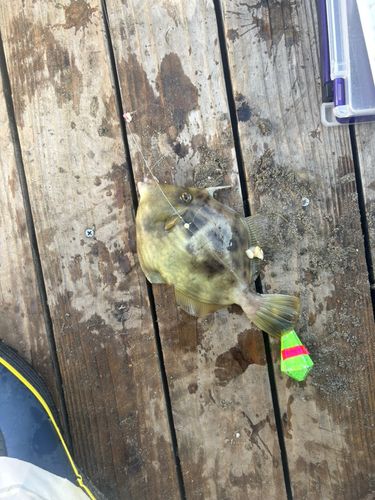 カワハギの釣果