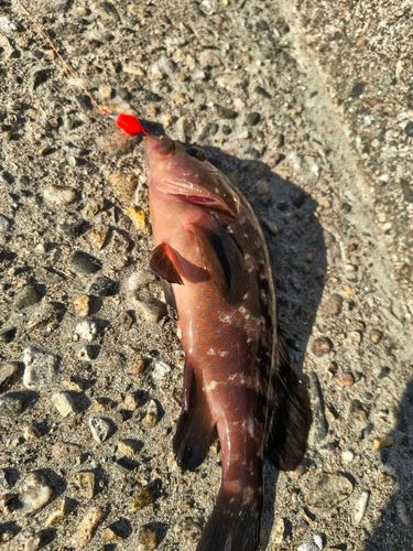 キジハタの釣果