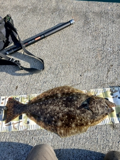 ヒラメの釣果
