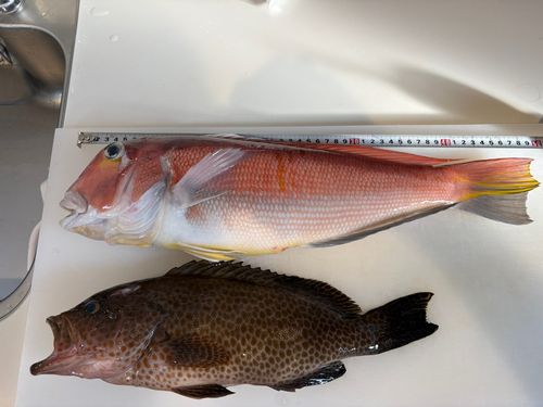 アカアマダイの釣果