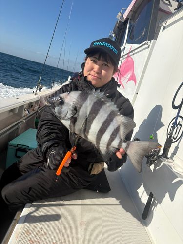 イシダイの釣果