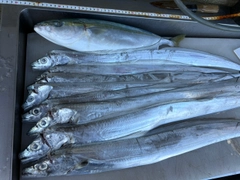 タチウオの釣果