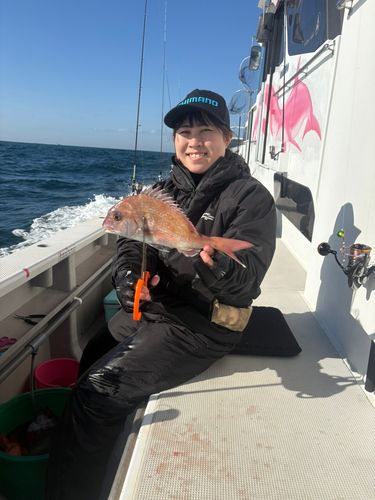 マダイの釣果