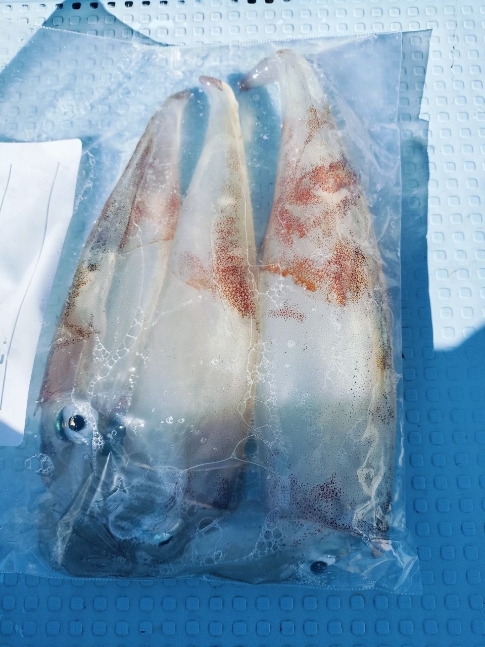 オーツカさんの釣果 1枚目の画像