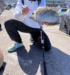 ゴマアイゴの釣果