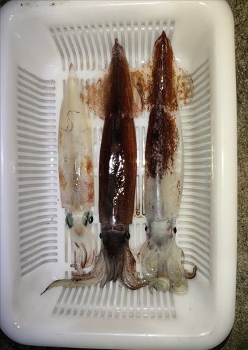 ヤリイカの釣果