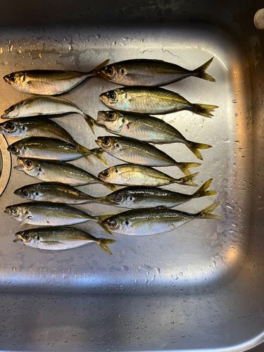 アジの釣果
