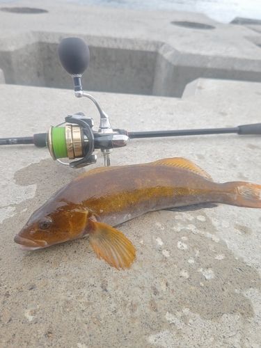 アイナメの釣果