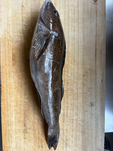 アイナメの釣果