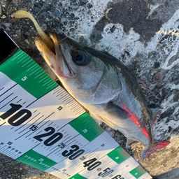 セイゴ（タイリクスズキ）