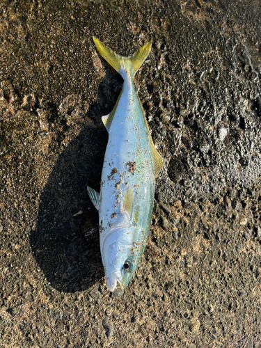 ツバイソの釣果