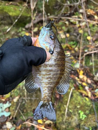 ブルーギルの釣果